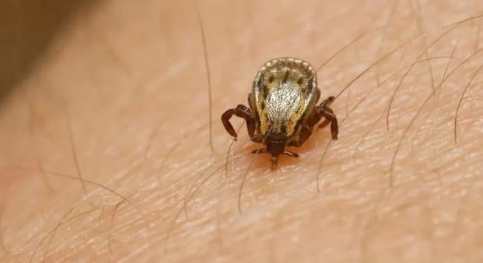 Parque no interior de SP é interditado após mortes por febre maculosa Parque em SP é interditado após mortes por febre maculosa — autoridades fazem alerta urgente