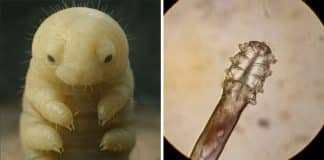 Tem algo morando no seu rosto neste exato momento — e não, não é acne!