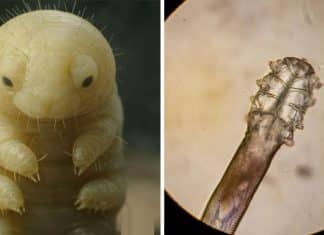 Tem algo morando no seu rosto neste exato momento — e não, não é acne!