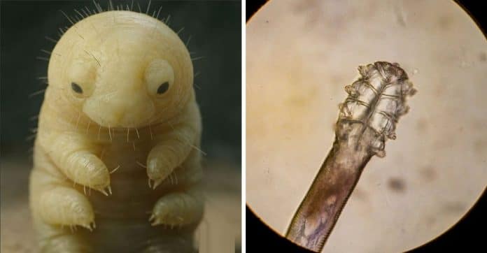 o Demodex é um tipo de ácaro que vive no seu rosto e, para ele, você é o mundo! Tem algo morando no seu rosto neste exato momento — e não, não é acne!