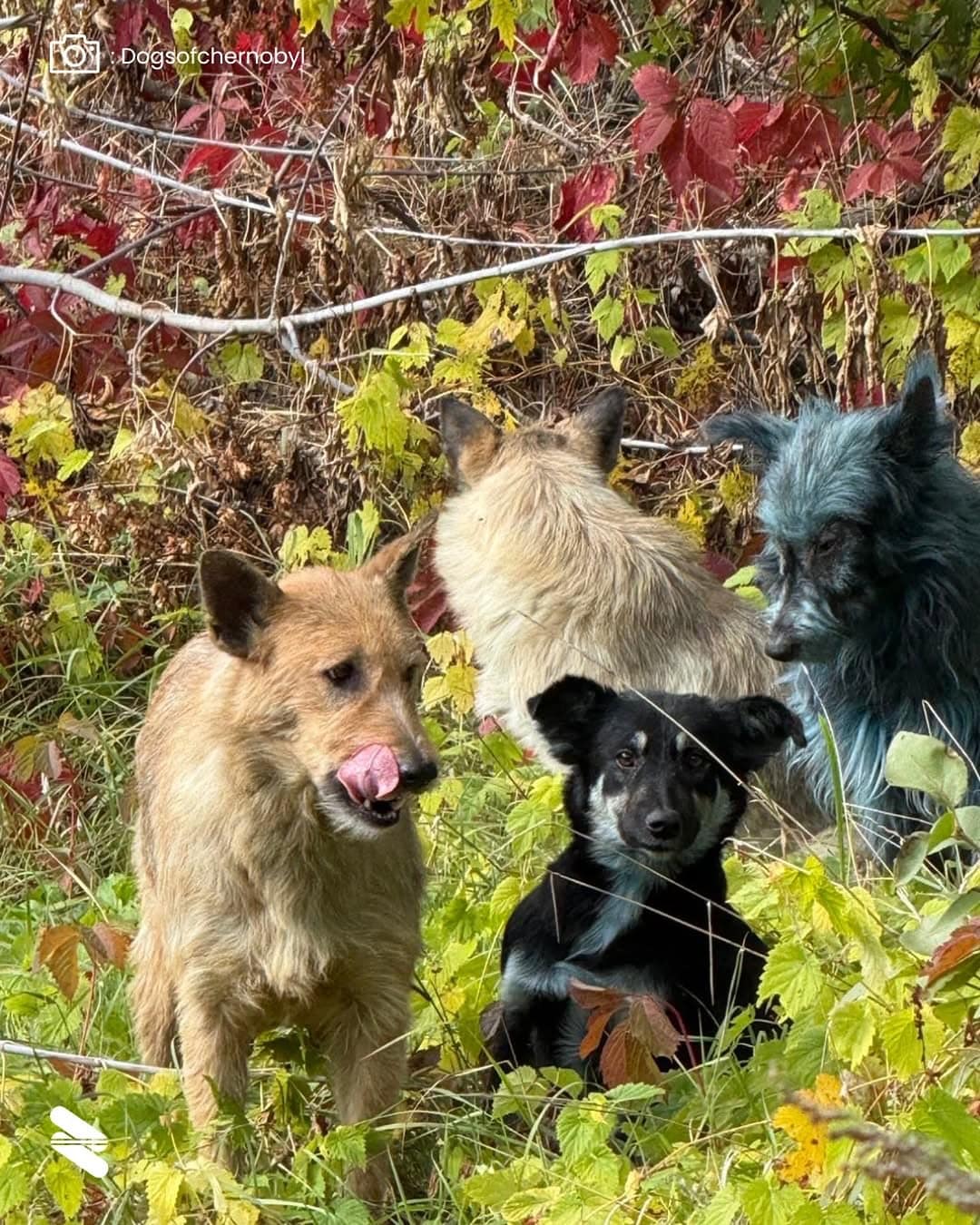 Cães de pelo azul aparecem em Chernobyl quase 40 anos após o desastre — e cientistas tentam explicar contioutra.com - Cães de pelo azul aparecem em Chernobyl quase 40 anos após o desastre — e cientistas tentam explicar
