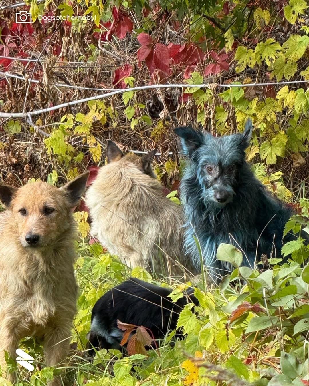 Cães de pelo azul aparecem em Chernobyl quase 40 anos após o desastre — e cientistas tentam explicar contioutra.com - Cães de pelo azul aparecem em Chernobyl quase 40 anos após o desastre — e cientistas tentam explicar
