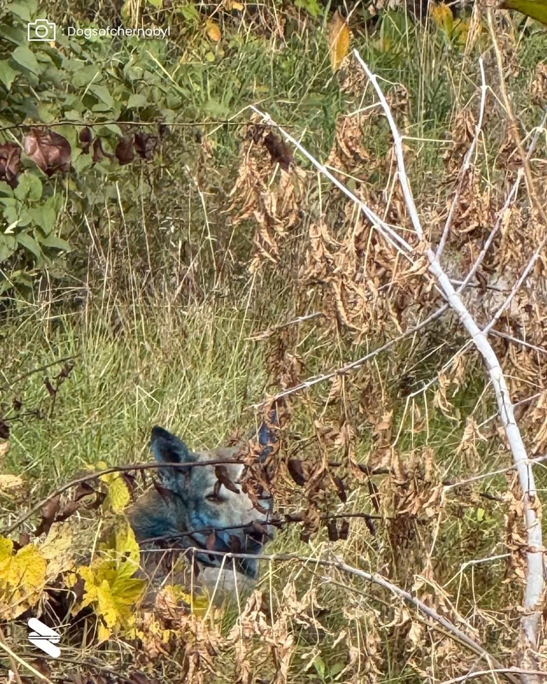 Cães de pelo azul aparecem em Chernobyl quase 40 anos após o desastre — e cientistas tentam explicar contioutra.com - Cães de pelo azul aparecem em Chernobyl quase 40 anos após o desastre — e cientistas tentam explicar