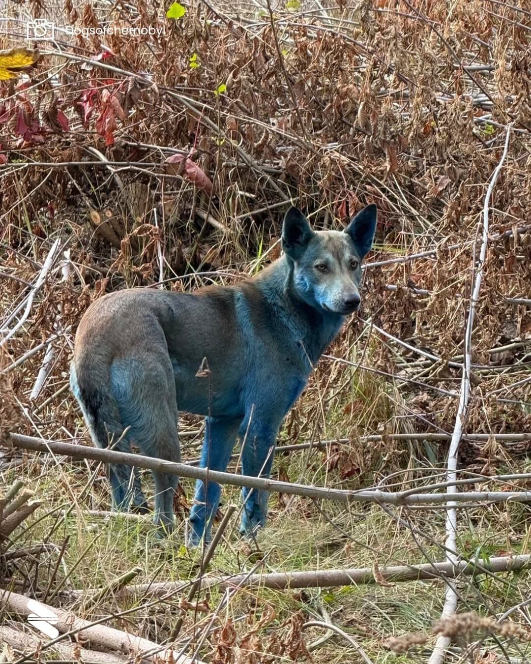 Cães de pelo azul aparecem em Chernobyl quase 40 anos após o desastre — e cientistas tentam explicar contioutra.com - Cães de pelo azul aparecem em Chernobyl quase 40 anos após o desastre — e cientistas tentam explicar