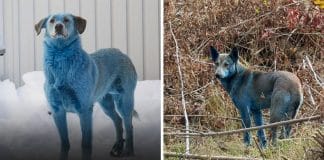 Cães de pelo azul aparecem em Chernobyl quase 40 anos após o desastre — e cientistas tentam explicar Cães de pelo azul aparecem em Chernobyl quase 40 anos após o desastre — e cientistas tentam explicar