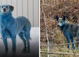 Cães de pelo azul aparecem em Chernobyl quase 40 anos após o desastre — e cientistas tentam explicar