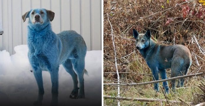 Cães de pelo azul aparecem em Chernobyl quase 40 anos após o desastre Cães de pelo azul aparecem em Chernobyl quase 40 anos após o desastre — e cientistas tentam explicar