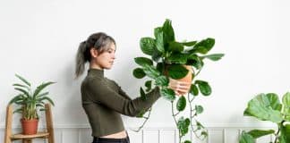 Se sua casa está cheia de plantas, isso diz algo que talvez você nunca tenha percebido sobre você Se sua casa está cheia de plantas, isso diz algo que talvez você nunca tenha percebido sobre você