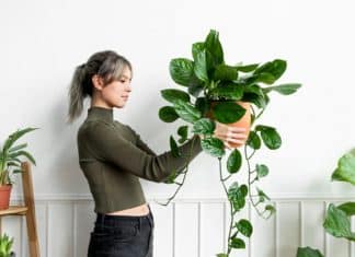 Se sua casa está cheia de plantas, isso diz algo que talvez você nunca tenha percebido sobre você