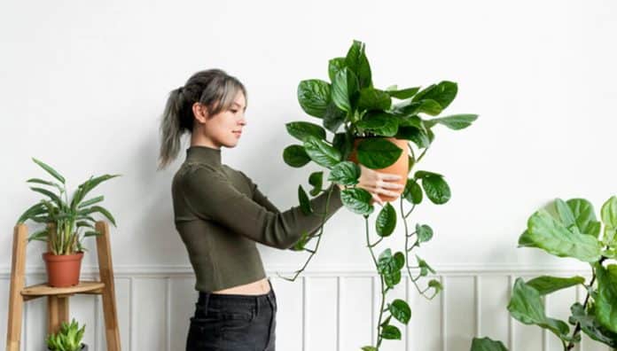 Se sua casa está cheia de plantas, isso diz algo que talvez você nunca tenha percebido sobre você Se sua casa está cheia de plantas, isso diz algo que talvez você nunca tenha percebido sobre você