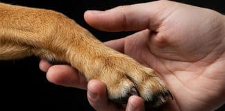 Cães e gatos poderão ser enterrados com seus tutores: Alesp aprova projeto e divide opiniões