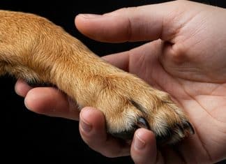 Cães e gatos poderão ser enterrados com seus tutores: Alesp aprova projeto e divide opiniões