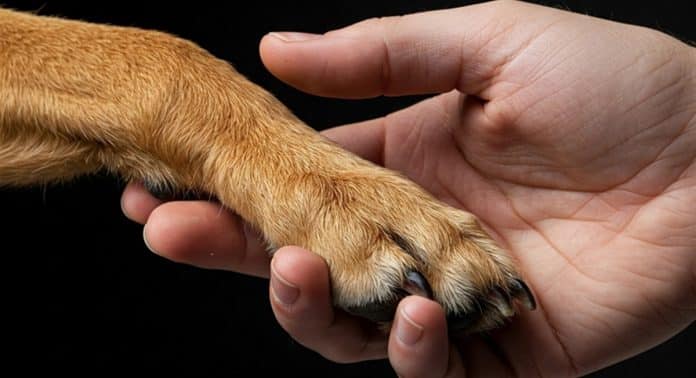 Cães e gatos poderão ser enterrados com seus tutores: Alesp aprova projeto e divide opiniões