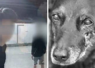 Endereço vazado e vingança: casa de adolescente ligada ao caso do cão Orelha é atacada com fezes