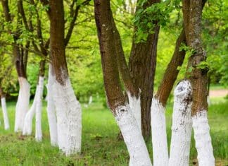 Árvores com troncos brancos estão por toda parte – e quase ninguém sabe o real motivo