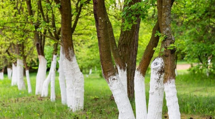 Árvores com troncos brancos estão por toda parte – e quase ninguém sabe o real motivo