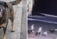 caso orelha novas imagens