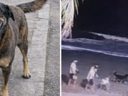 caso orelha novas imagens