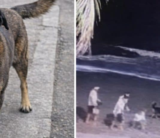 caso orelha novas imagens