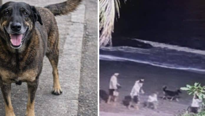 🚨 URGENTE | O vídeo que contradiz tudo que a imprensa tem falado sobre o Caso Orelha