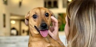 Enterrar pets no jazigo da família? Nova lei em SP libera; veja quem pode e quando chega a outros estados