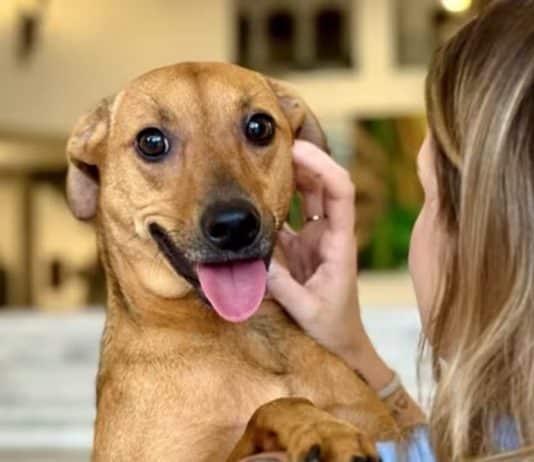 lei que autoriza sepultar pets em jazigos da família