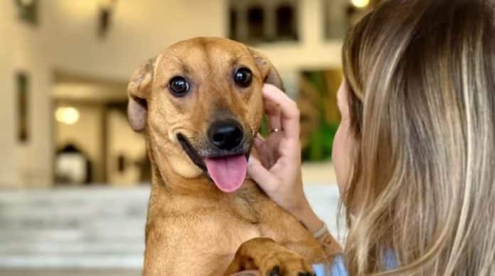 Enterrar pets no jazigo da família? Nova lei em SP libera; veja quem pode e quando chega a outros estados