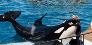 Gravação assustadora de orcas imitando fala humana deixa as pessoas impressionadas, mas extremamente apavoradas