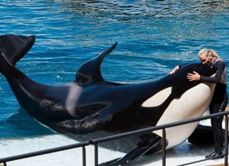 Gravação assustadora de orcas imitando fala humana deixa as pessoas impressionadas, mas extremamente apavoradas