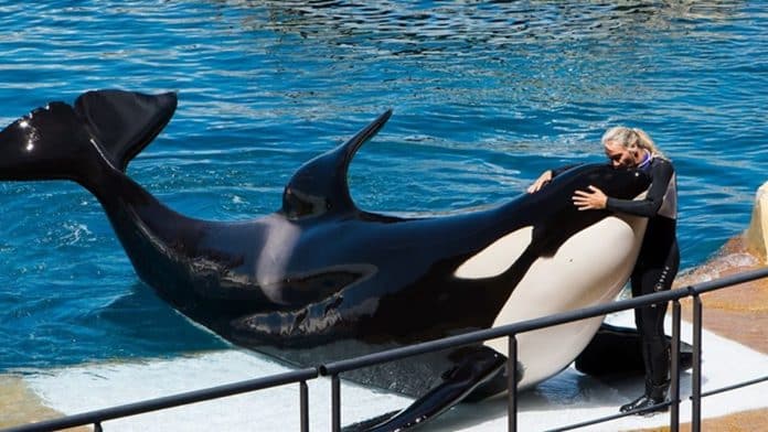 Gravação assustadora de orcas imitando fala humana deixa as pessoas impressionadas, mas extremamente apavoradas