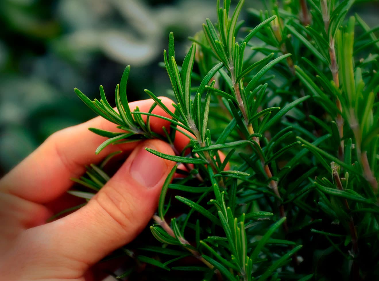 contioutra.com - A planta apelidada de 'morfina natural' alivia dores musculares, nas articula&ccedil;&otilde;es, reumatismo e at&eacute; gota