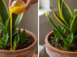 Faça sua espada-de-são-jorge florescer