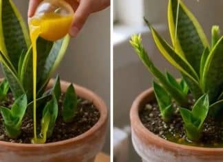 Faça sua espada-de-são-jorge florescer pela 1ª vez com este adubo líquido que pode ser feito em casa (e por menos de R$ 5)