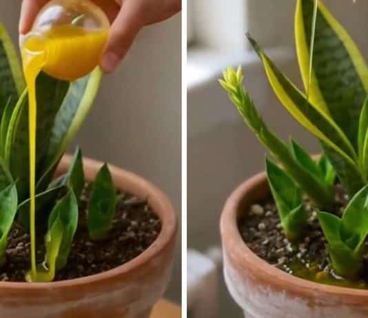 Faça sua espada-de-são-jorge florescer