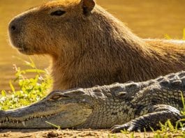 Por que jacarés não comem capivaras