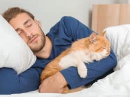 Se o seu gato escolher dormir na sua cama, a razão pode surpreender