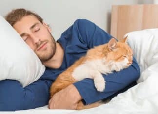 Seu gato aparece na sua cama à noite? O comportamento pode ter um significado inesperado
