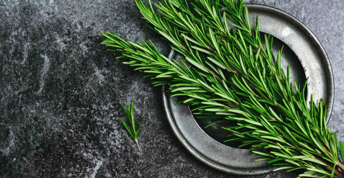 contioutra.com - A planta apelidada de 'morfina natural' alivia dores musculares, nas articula&ccedil;&otilde;es, reumatismo e at&eacute; gota