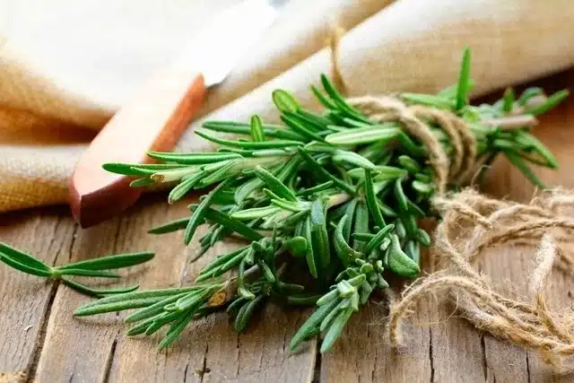 contioutra.com - A planta apelidada de 'morfina natural' alivia dores musculares, nas articula&ccedil;&otilde;es, reumatismo e at&eacute; gota