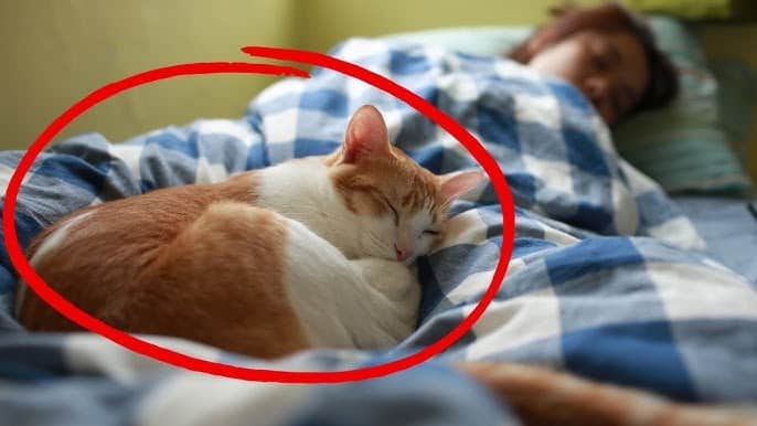 contioutra.com - Seu gato aparece na sua cama &agrave; noite? O comportamento pode ter um significado inesperado
