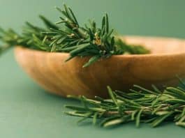 morfina natural planta medicinal alecrim