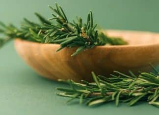 A planta apelidada de ‘morfina natural’ alivia dores musculares, nas articulações, reumatismo e até gota