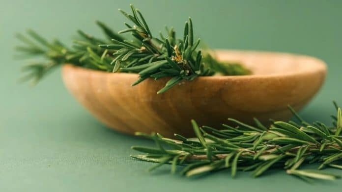 A planta apelidada de ‘morfina natural’ alivia dores musculares, nas articulações, reumatismo e até gota