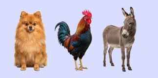 Teste sua inteligência: Você tem 3 cachorros, 2 galos e 1 burro. Quantas pernas você tem?