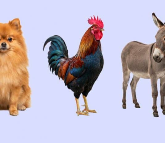 teste de raciocinio das pernas