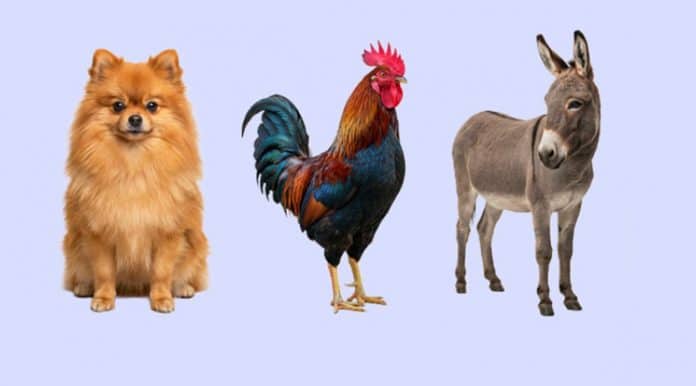 Teste sua inteligência: Você tem 3 cachorros, 2 galos e 1 burro. Quantas pernas você tem?