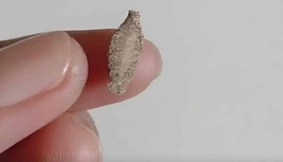 Se nas paredes da sua casa há estes insetos... você pode estar ignorando um sinal importante dentro da sua casa contioutra.com - Se nas paredes da sua casa há estes insetos... você pode estar ignorando um sinal importante dentro da sua casa