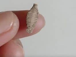 inseto na parede da sua casa