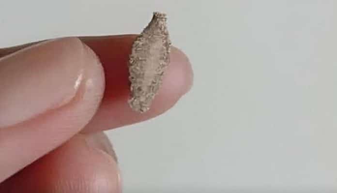 inseto na parede da sua casa Se nas paredes da sua casa há estes insetos… você pode estar ignorando um sinal importante dentro da sua casa