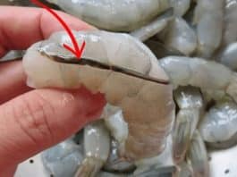 veia preta do camarao